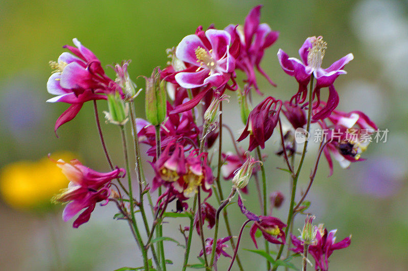 水仙花/耧斗菜花